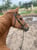 Annuncio cavallo