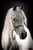 Horse ad