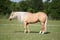 Annuncio cavallo