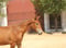 Horse ad