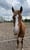 Horse ad