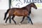 Annuncio cavallo