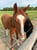 Annuncio cavallo