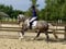 Annuncio cavallo