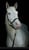 Horse ad