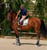 Annuncio cavallo