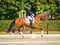 Annuncio cavallo