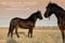 Horse ad