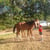 Horse ad
