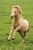 Horse ad