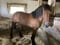 Horse ad