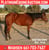 Annuncio cavallo