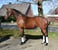 Horse ad