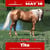 Paardadvertentie