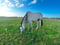 Horse ad