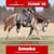 Annuncio cavallo