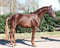 Annonce cheval