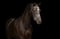 Annuncio cavallo