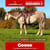 Horse ad