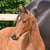 Horse ad