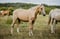 Horse ad