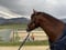 Annonce cheval