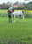 Horse ad