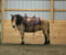 Horse ad