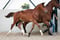 Annuncio cavallo