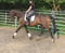 Annuncio cavallo