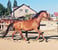 Horse ad