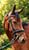 Annuncio cavallo