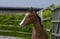 Annuncio cavallo