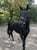 Horse ad