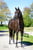 Annuncio cavallo