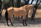 Horse ad