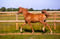 Horse ad