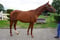 Annuncio cavallo