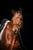 Horse ad