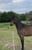 Horse ad