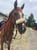 Horse ad