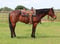 Horse ad