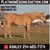 Horse ad