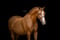 Anuncio de caballos