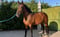 Annuncio cavallo