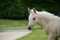 Horse ad