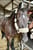 Annuncio cavallo