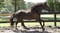 Horse ad