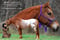 Horse ad