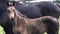 Horse ad
